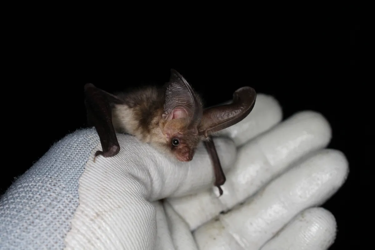 Common Long-eared Bat