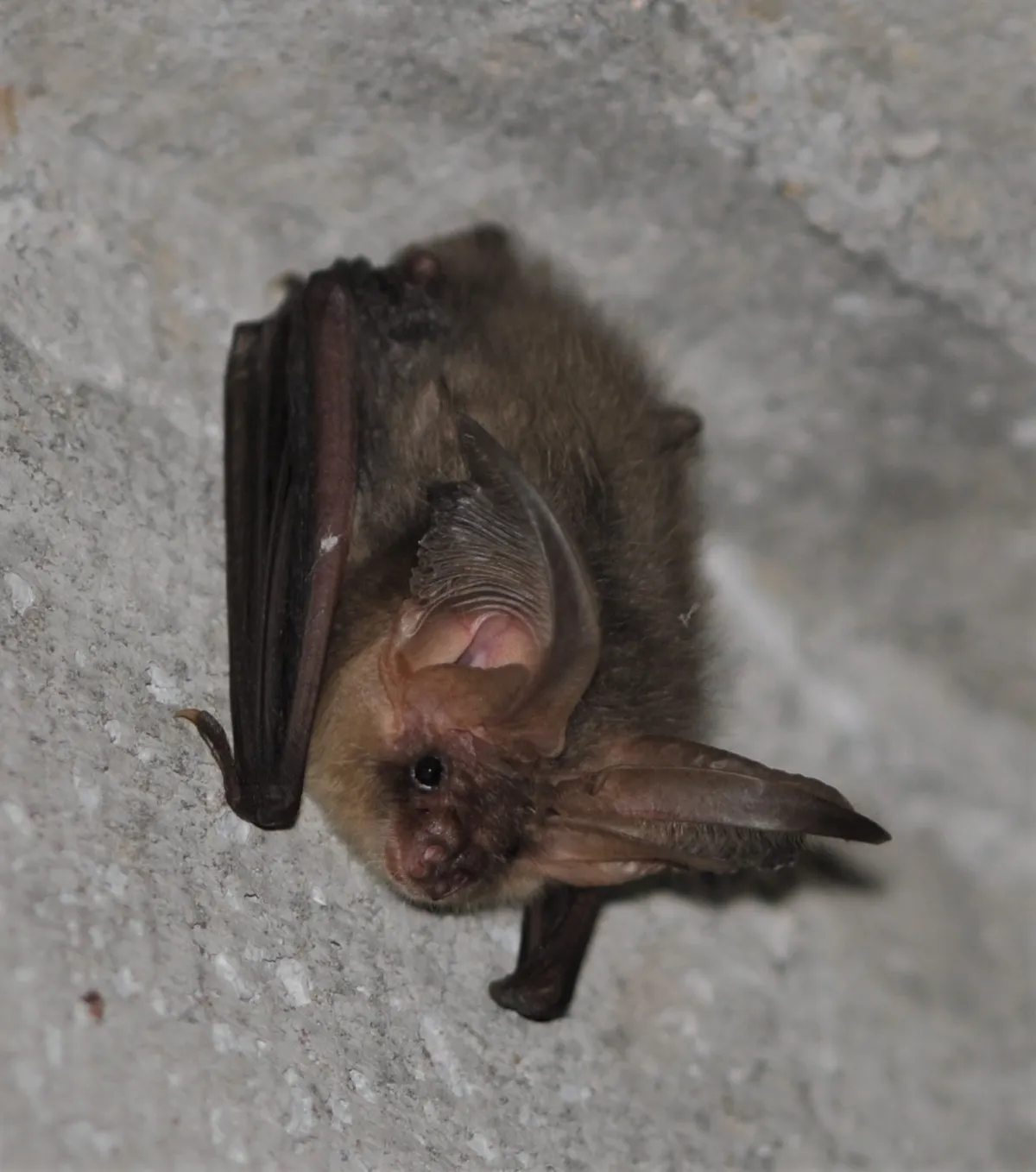 Common Long-eared Bat