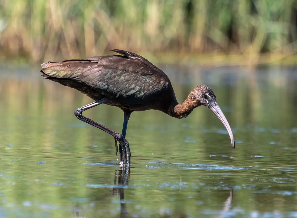 Glossy Ibis