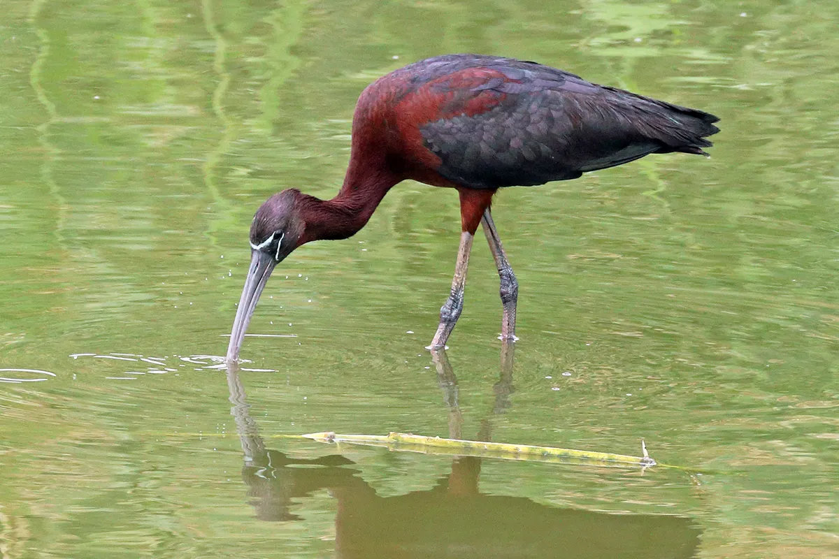 Glossy Ibis