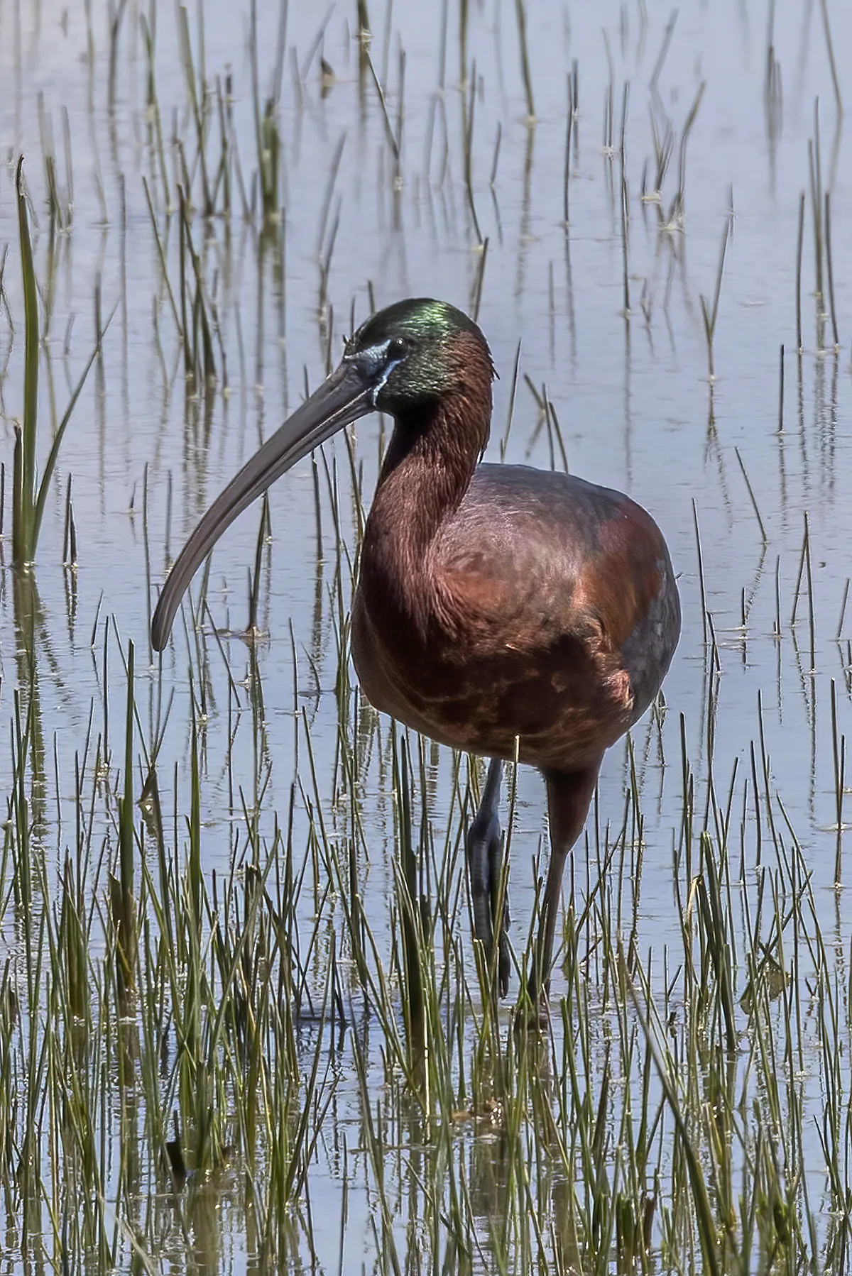 Glossy Ibis