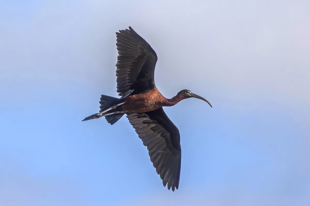 Glossy Ibis