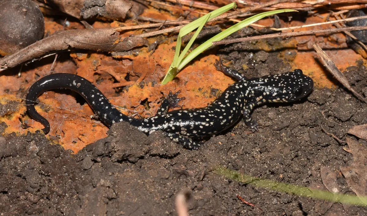 Plethodon albagula