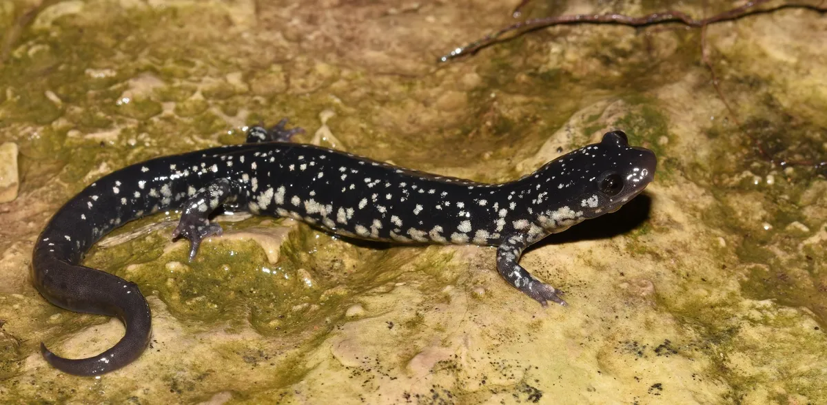 Salamandra Babosa Occidental