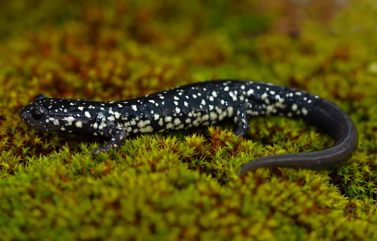 Salamandra Babosa Occidental