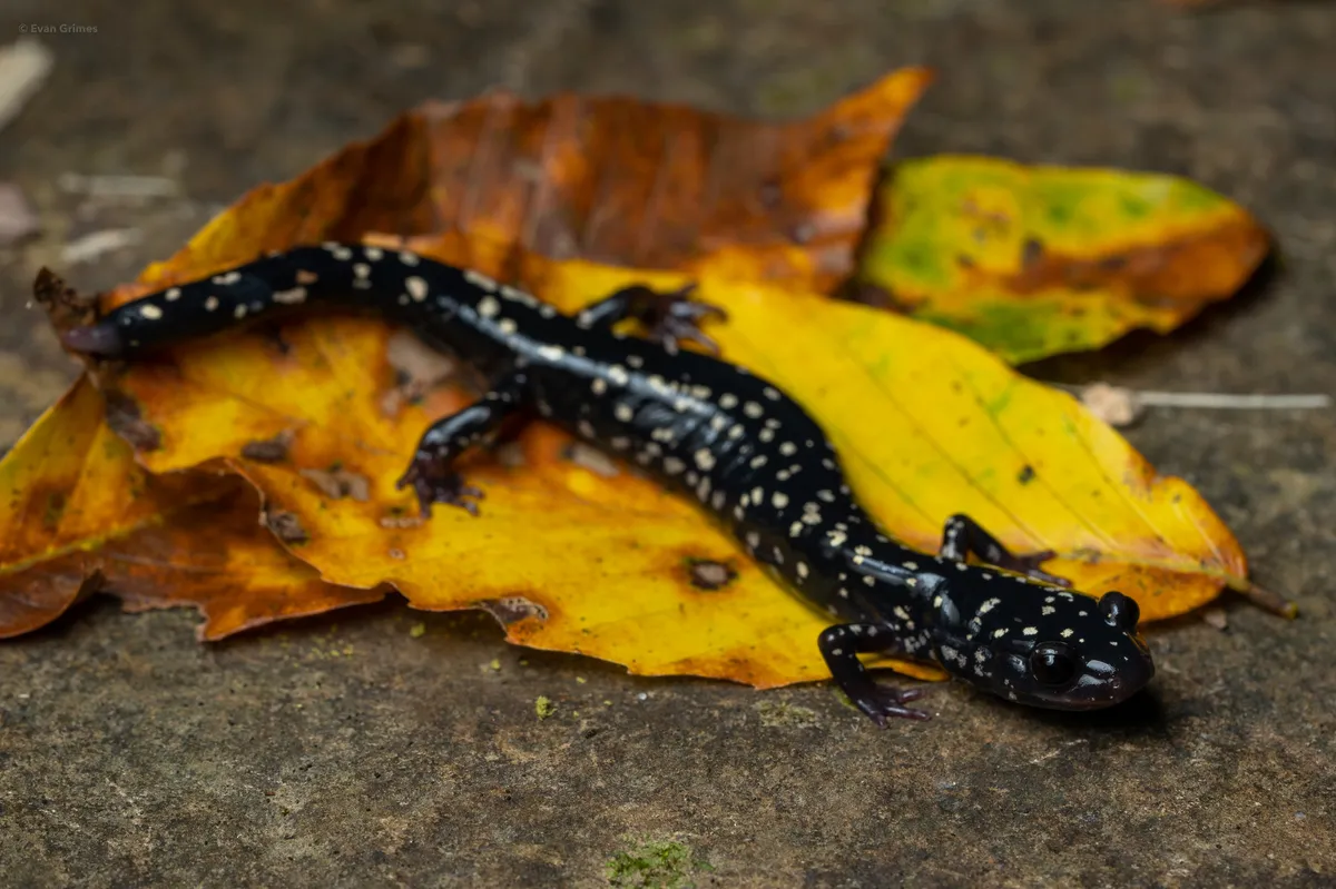 Salamandra Babosa Occidental