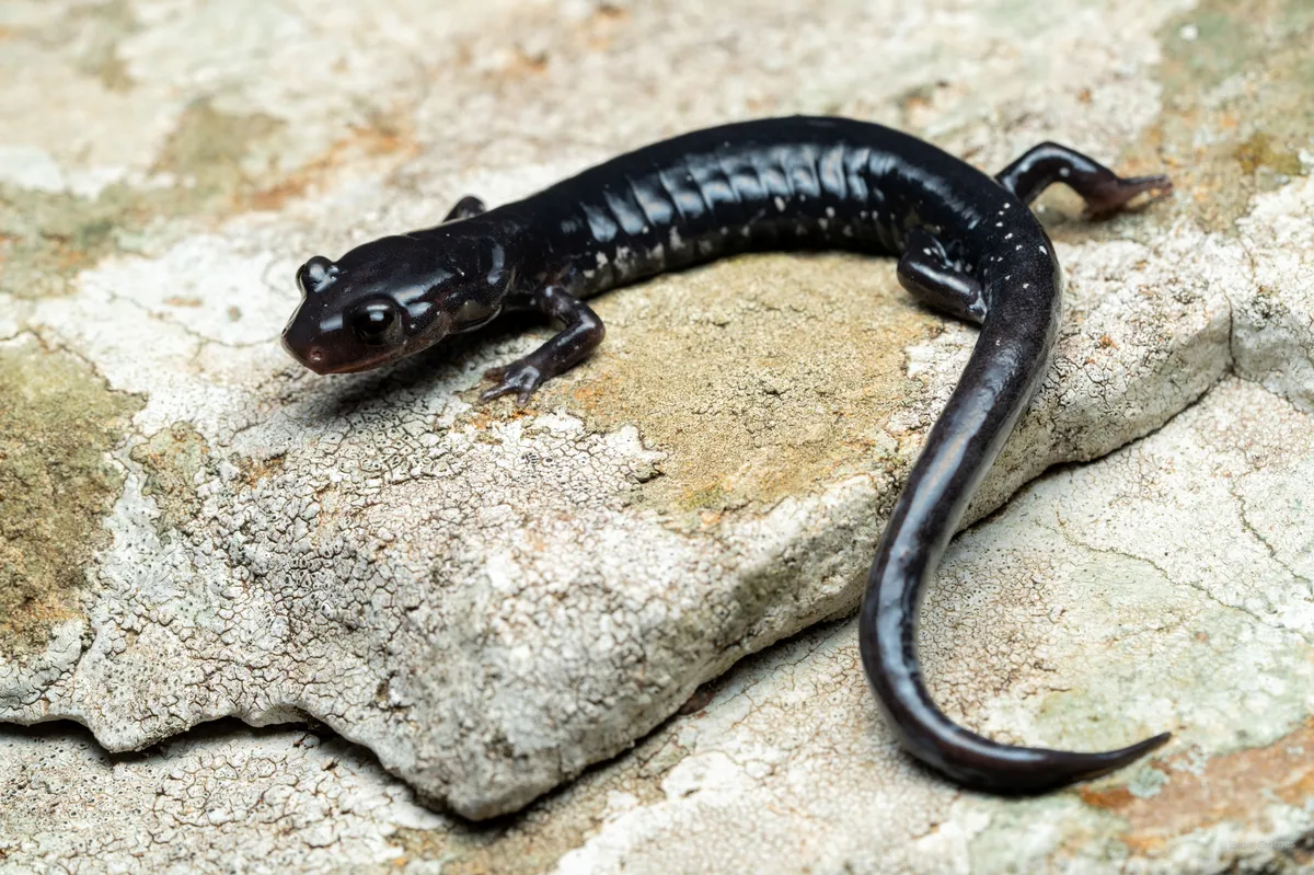Salamandra Babosa Occidental