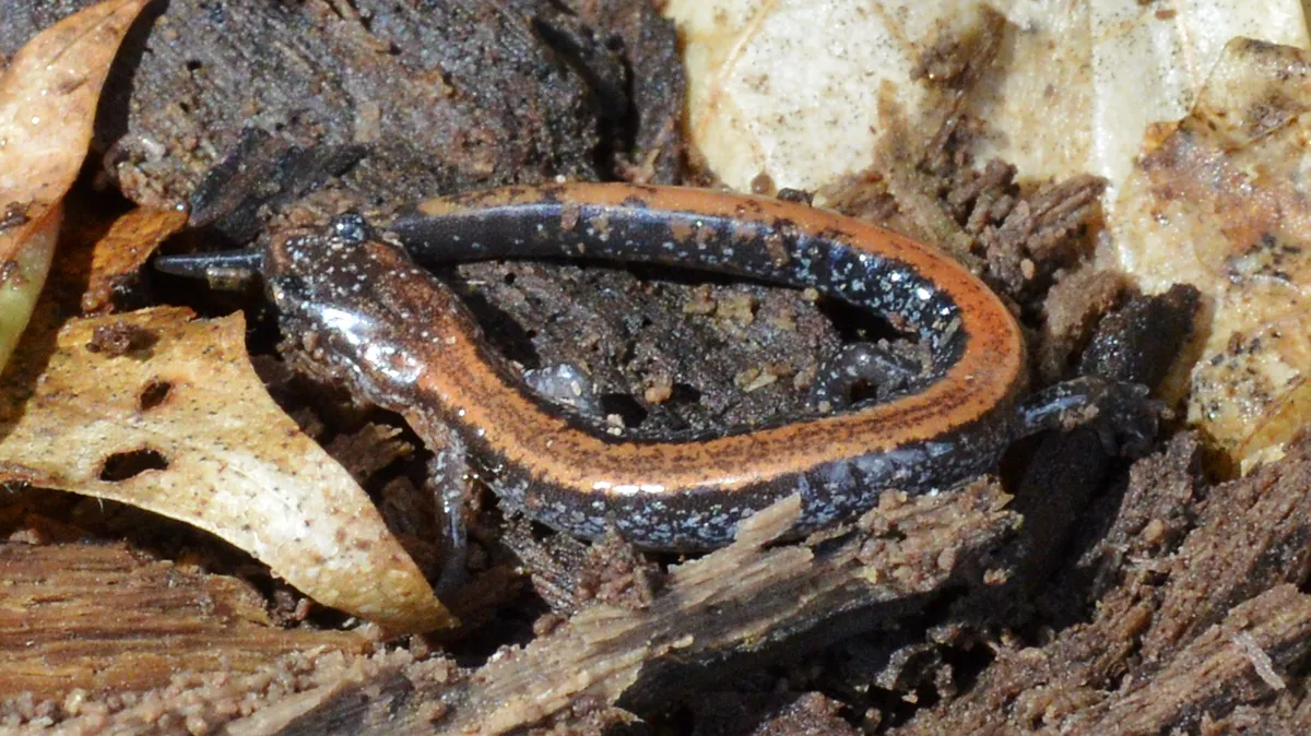 Salamandra de espalda roja