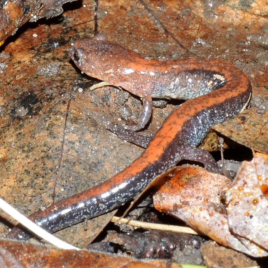Salamandra de espalda roja