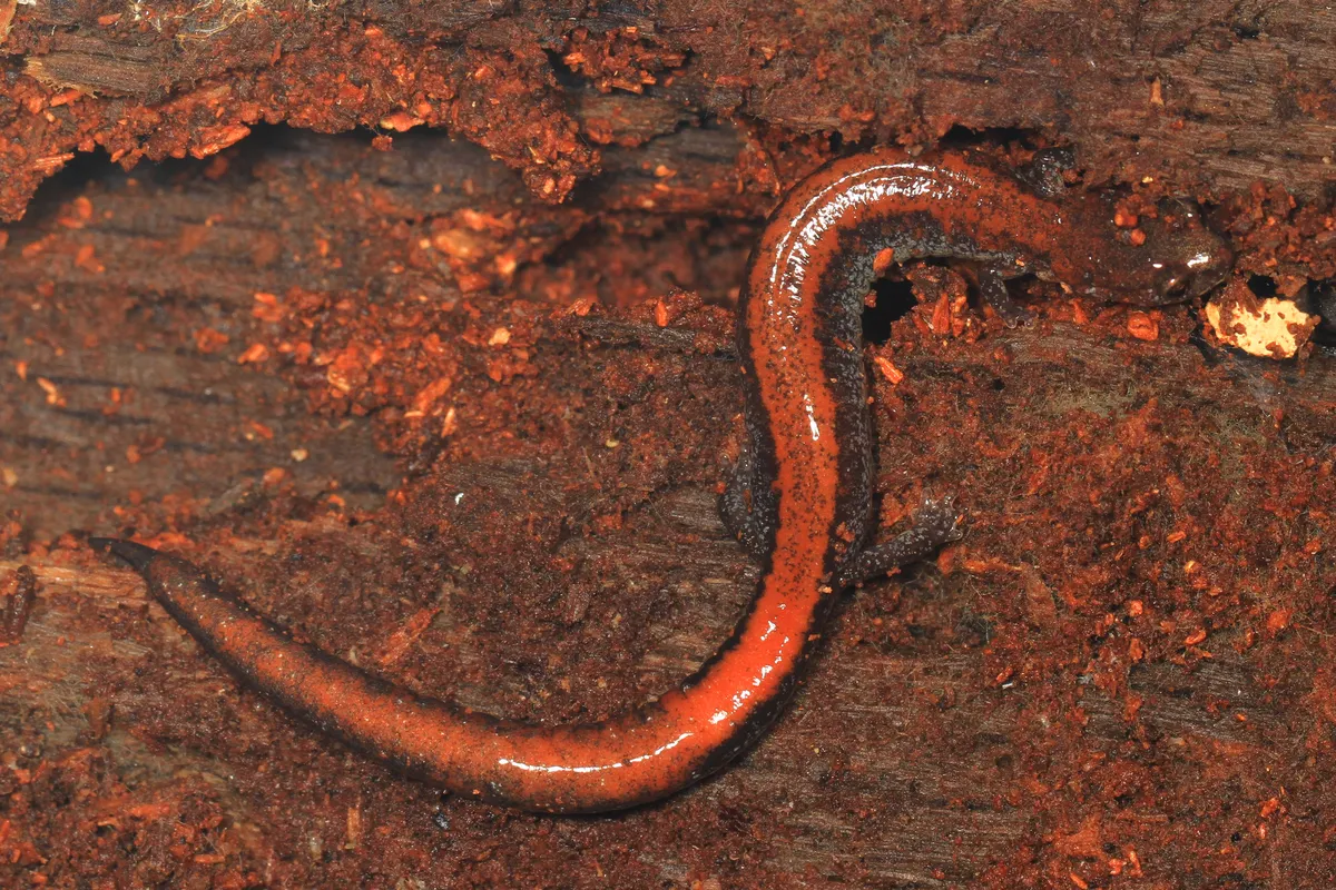 Salamandra de espalda roja