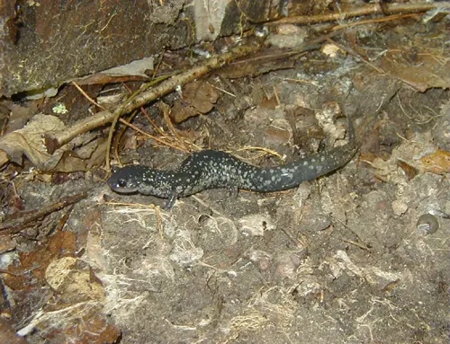 Plethodon cylindraceus