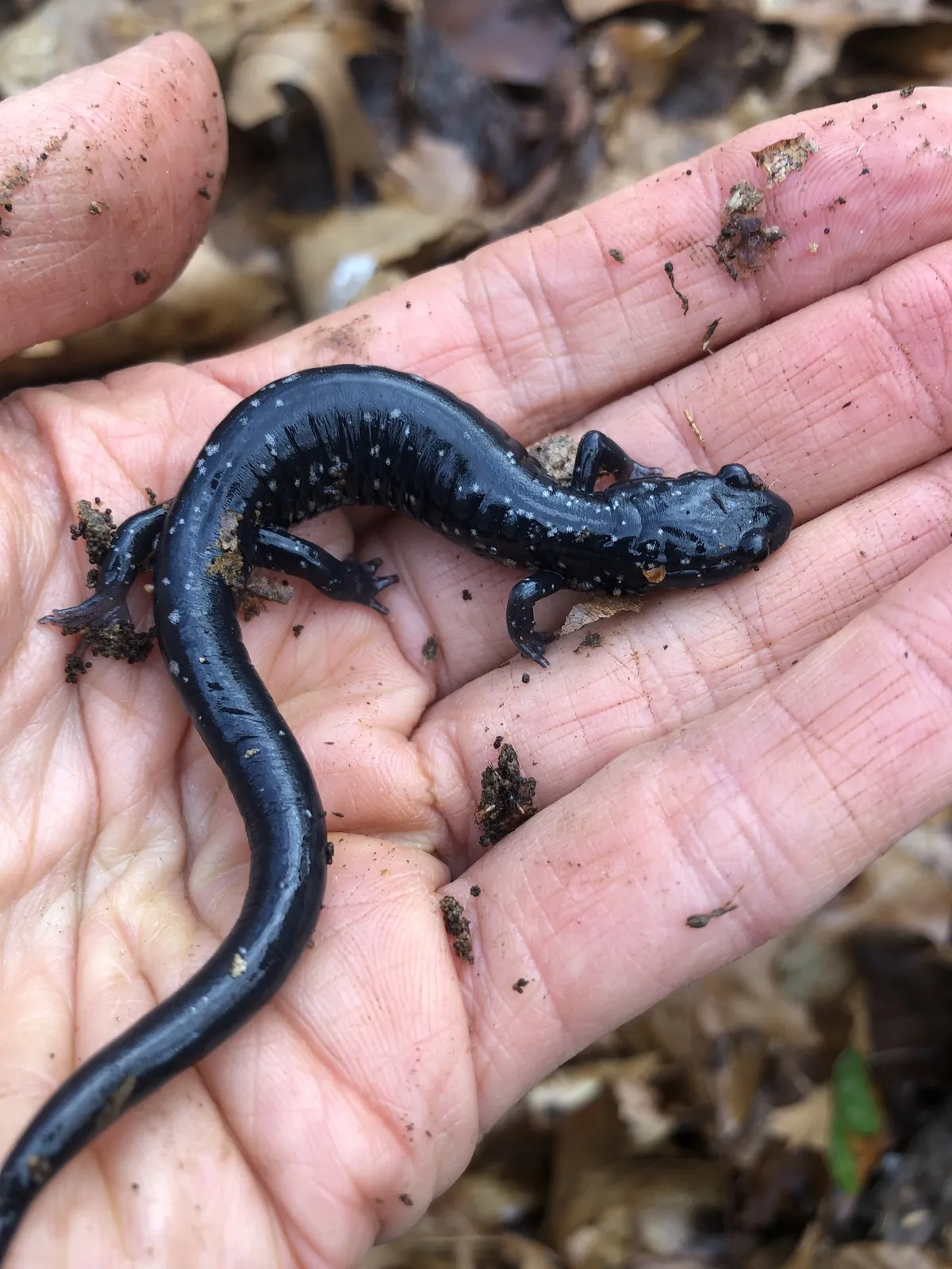 Salamandra Babosa Manchada de Blanco