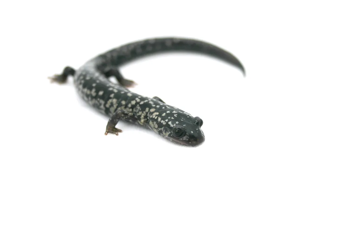 Salamandra Babosa Manchada de Blanco