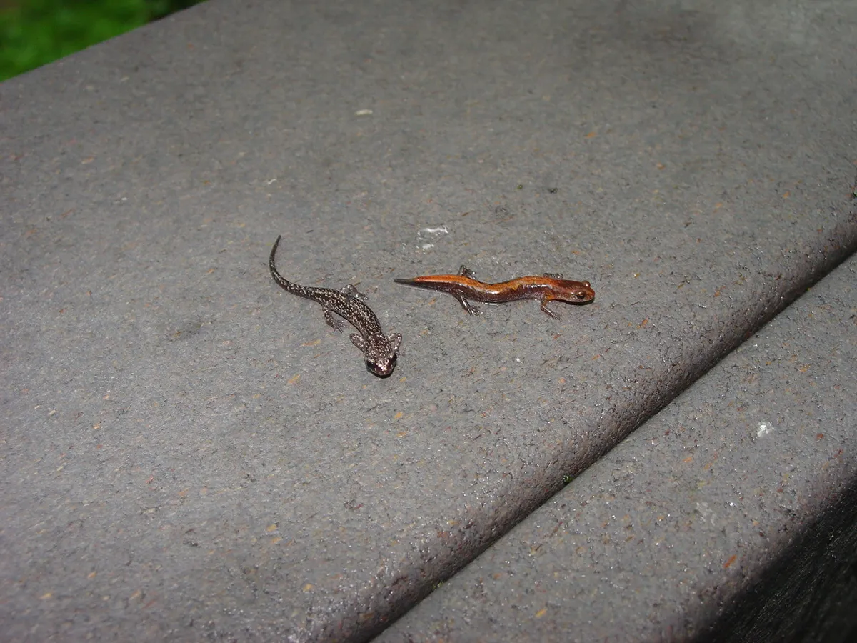 Plethodon dorsalis