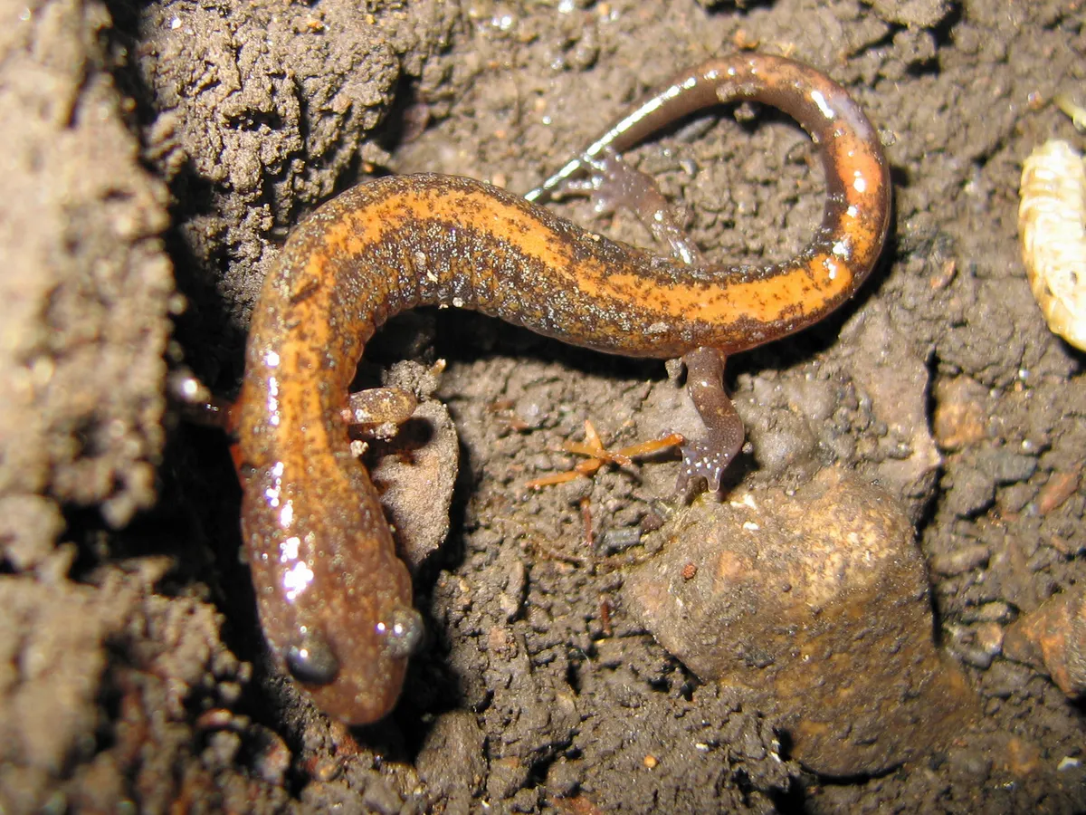 Salamandra Zigzag del Norte