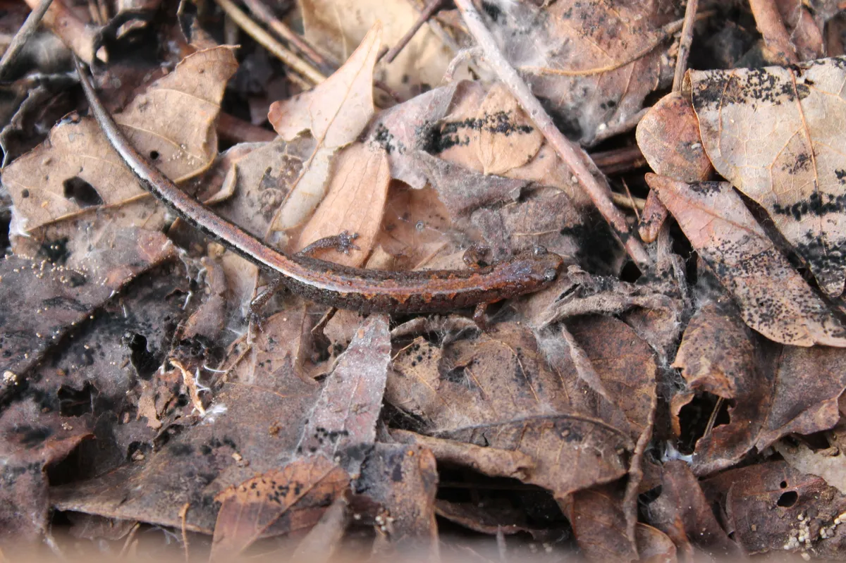 Salamandra Zigzag del Norte
