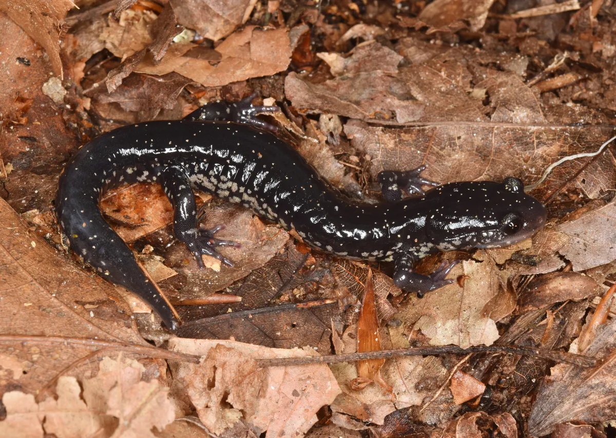 Salamandra Babosa del Norte