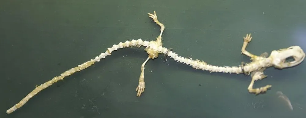 Salamandra Babosa del Norte