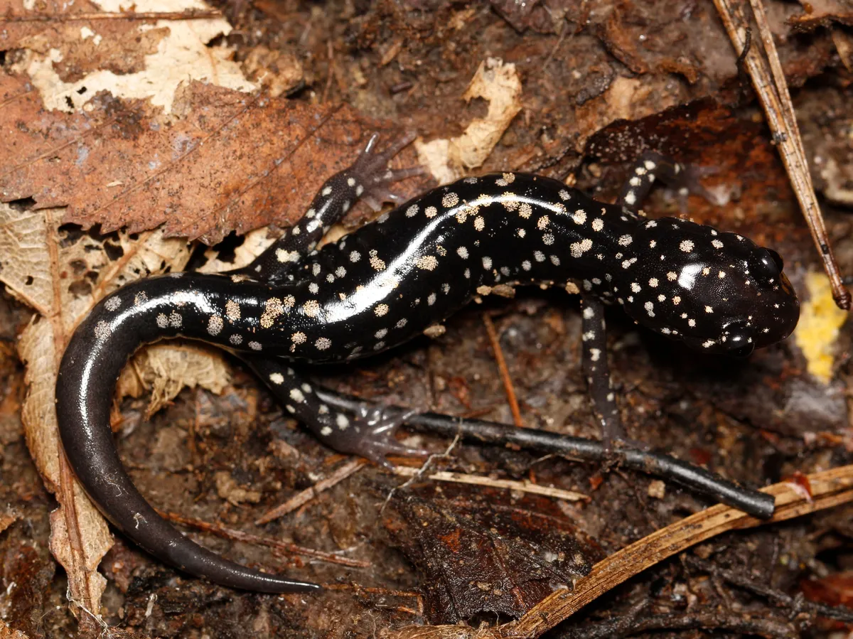 Salamandra Babosa del Norte