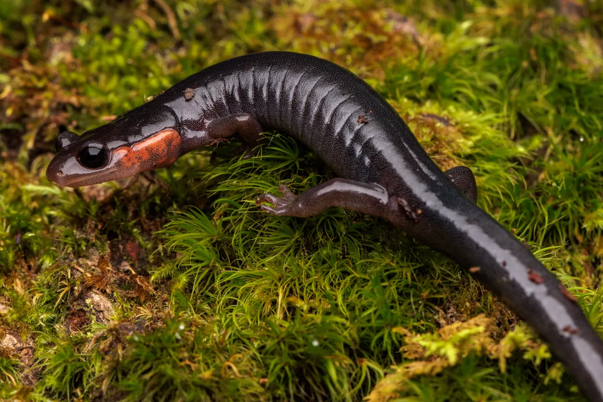 Salamandra de Jordan