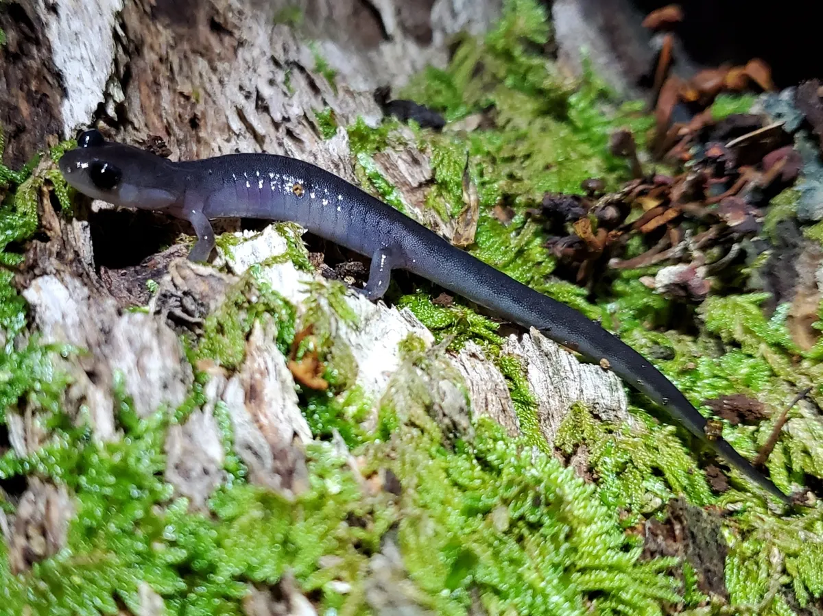 Southern Gray-cheeked Salamander