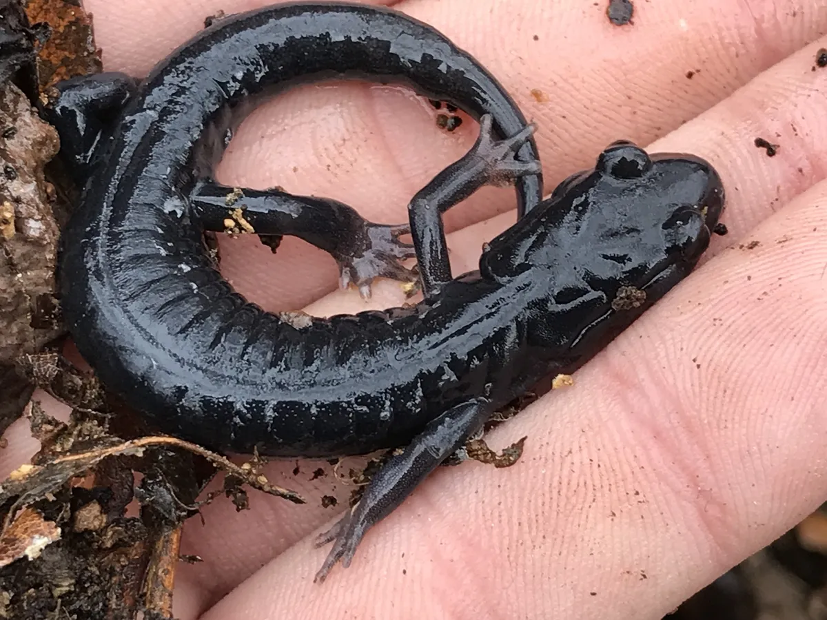 Southern Gray-cheeked Salamander