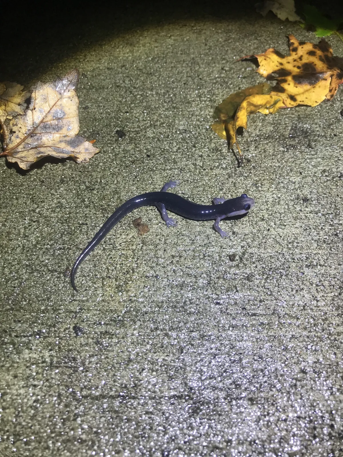 Southern Gray-cheeked Salamander