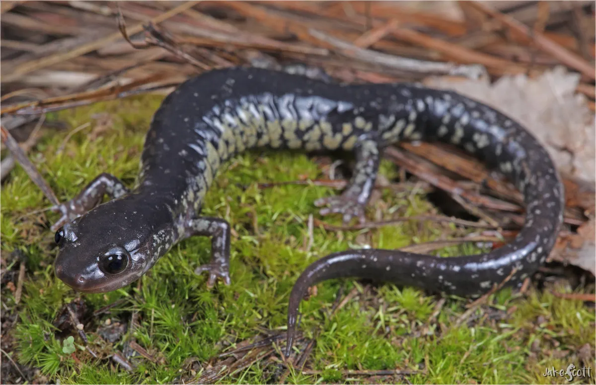 Plethodon mississippi