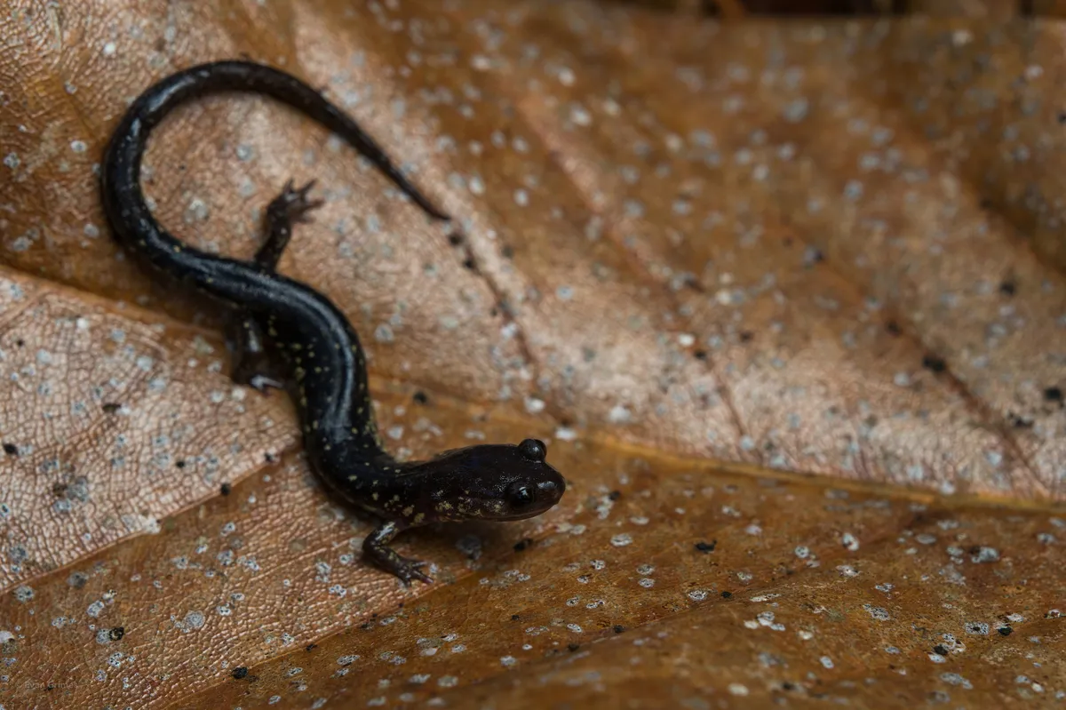 Salamandra Babosa de Mississippi