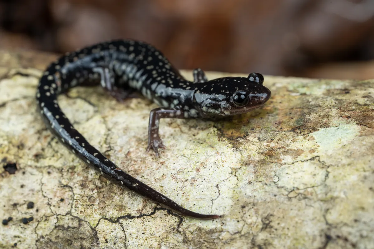 Salamandra Babosa de Mississippi