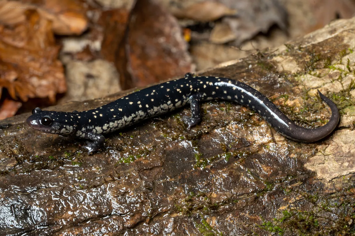Salamandra Babosa de Mississippi