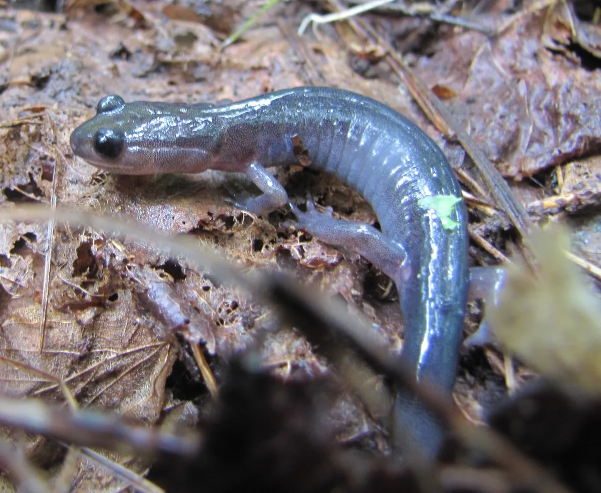Plethodon montanus