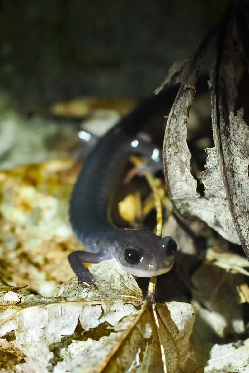 Salamandra Gris de Mejillas del Norte
