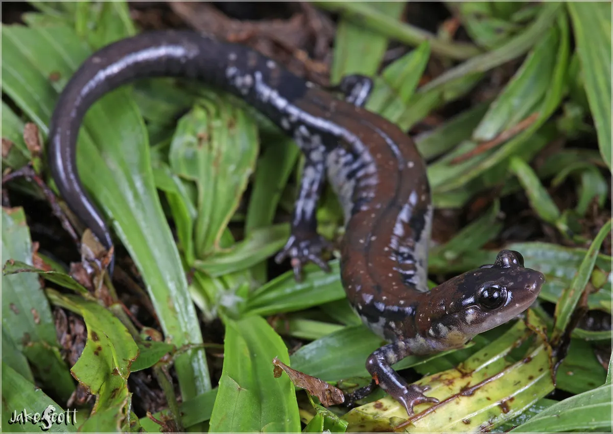 Plethodon ouachitae