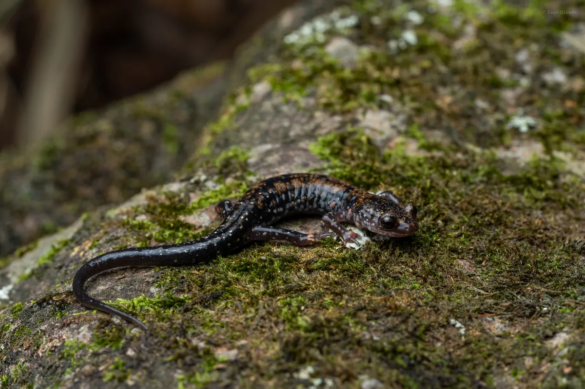Salamandra de la Montaña Ouachita