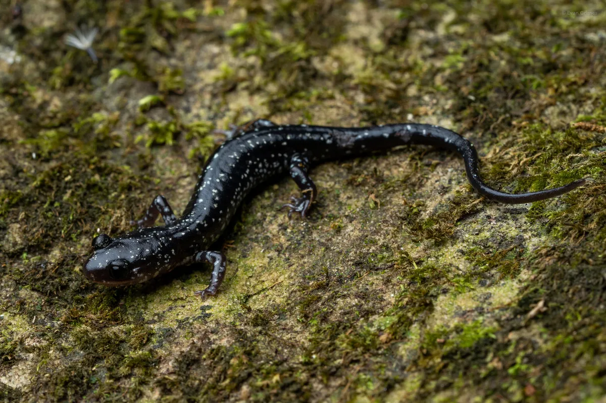 Salamandra de la Montaña Ouachita