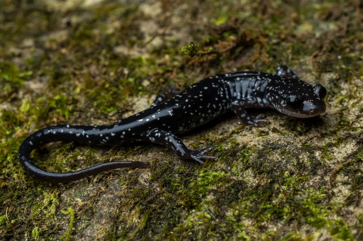 Salamandra de la Montaña Ouachita