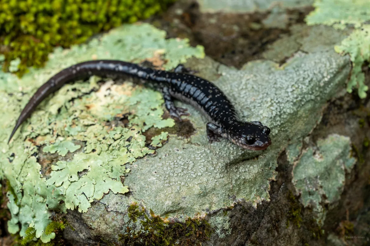 Salamandra de la Montaña Ouachita