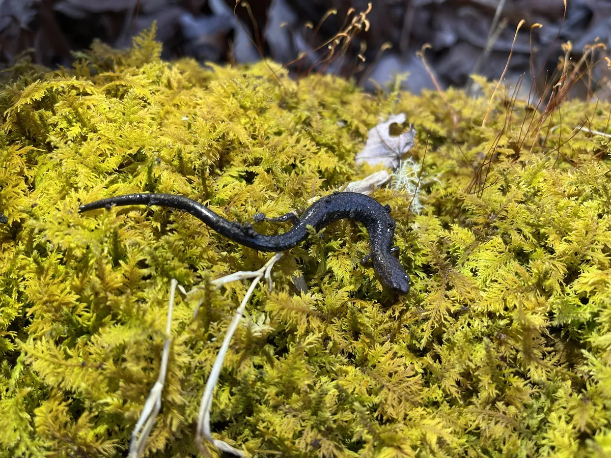 Salamandra de Barranco