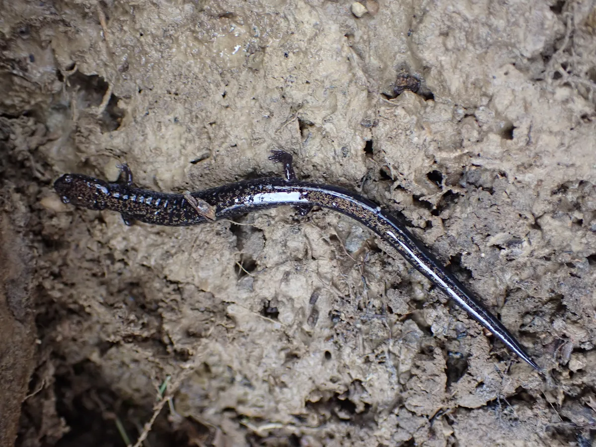 Salamandra de Barranco