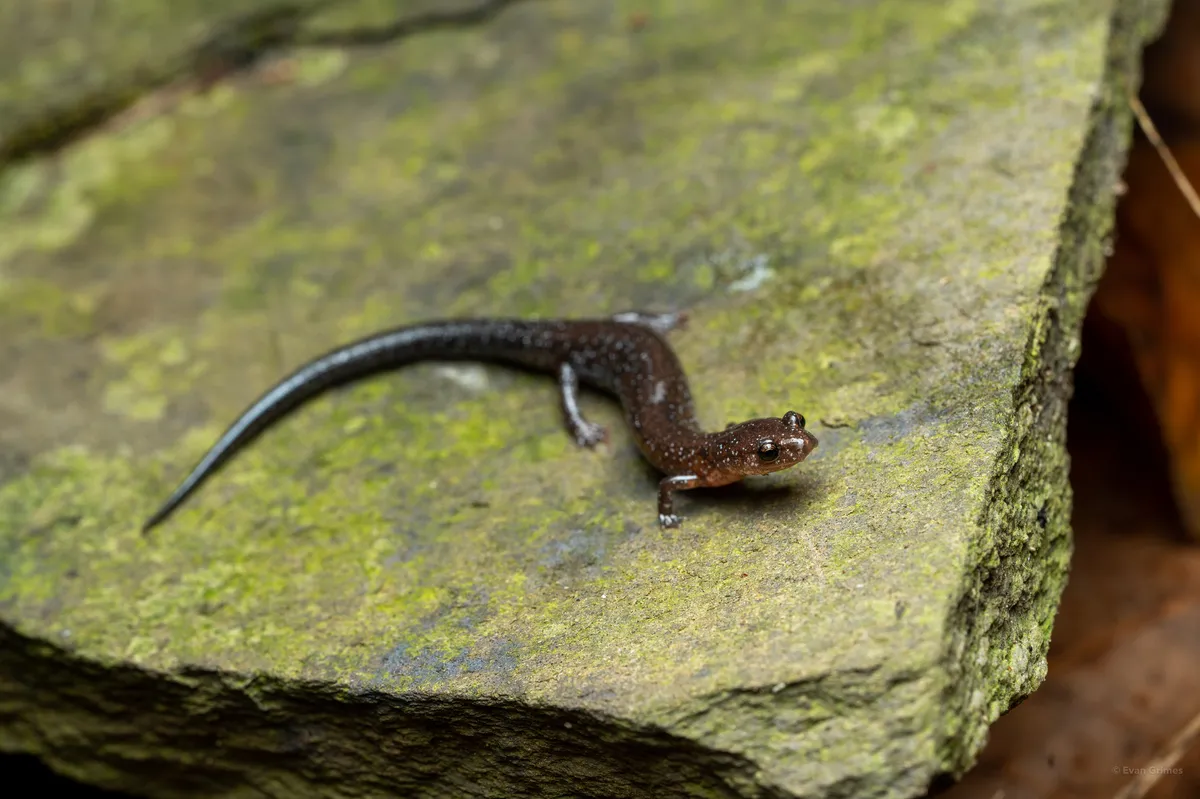 Salamandra de Espalda Roja del Sur
