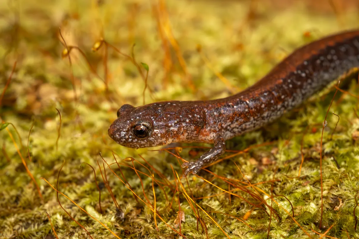 Salamandra de Espalda Roja del Sur