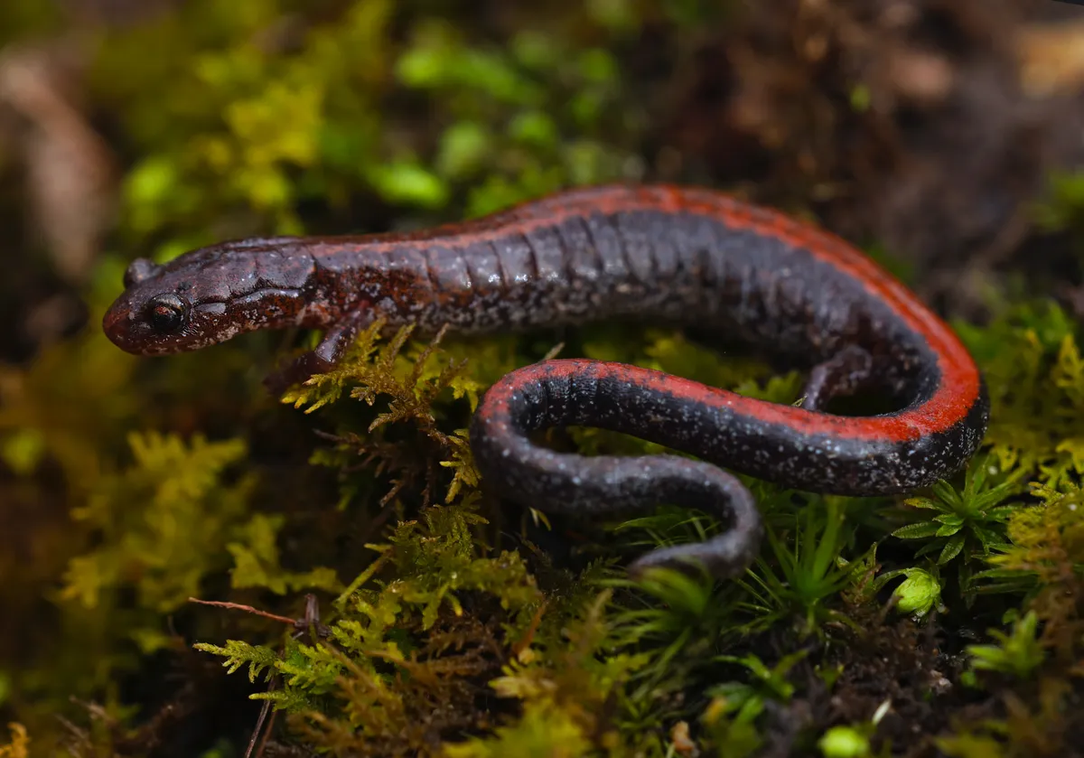 Salamandra de Espalda Roja del Sur
