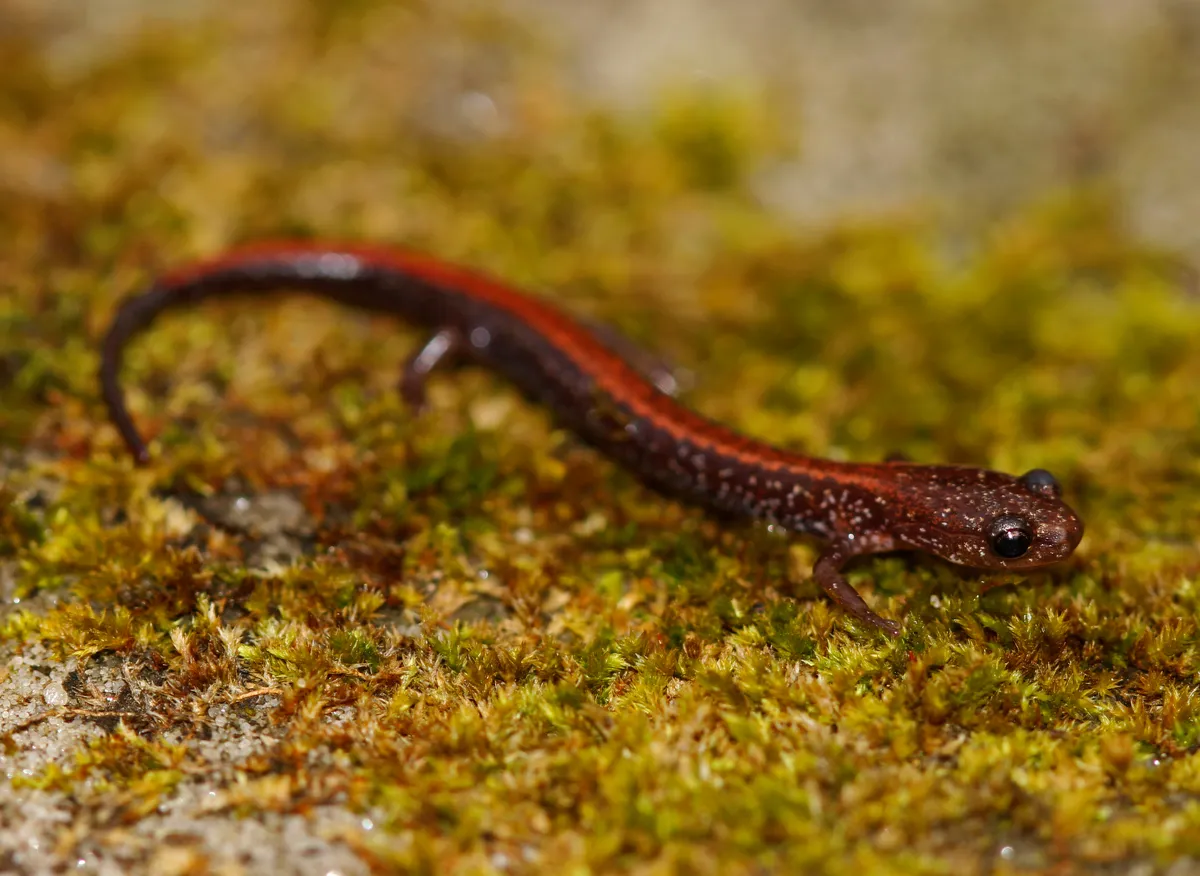 Salamandra de Espalda Roja del Sur