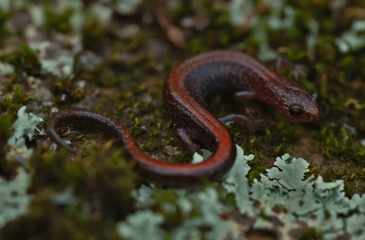 Salamandra de Espalda Roja del Sur