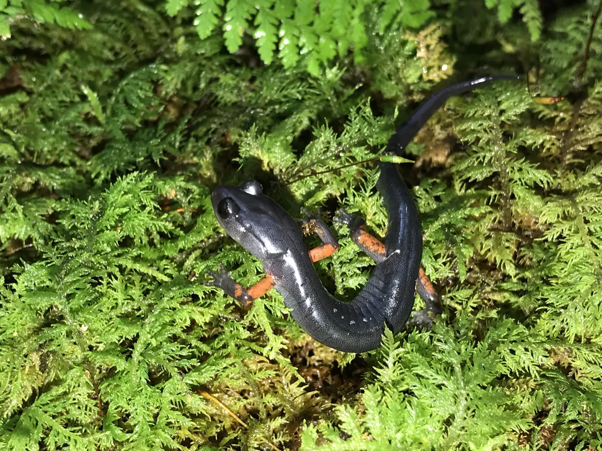 Salamandra de Piernas Rojas
