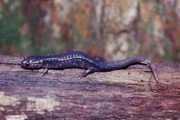 Plethodon teyahalee
