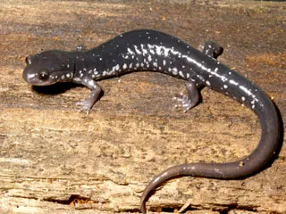Salamandra de los Apalaches del Sur