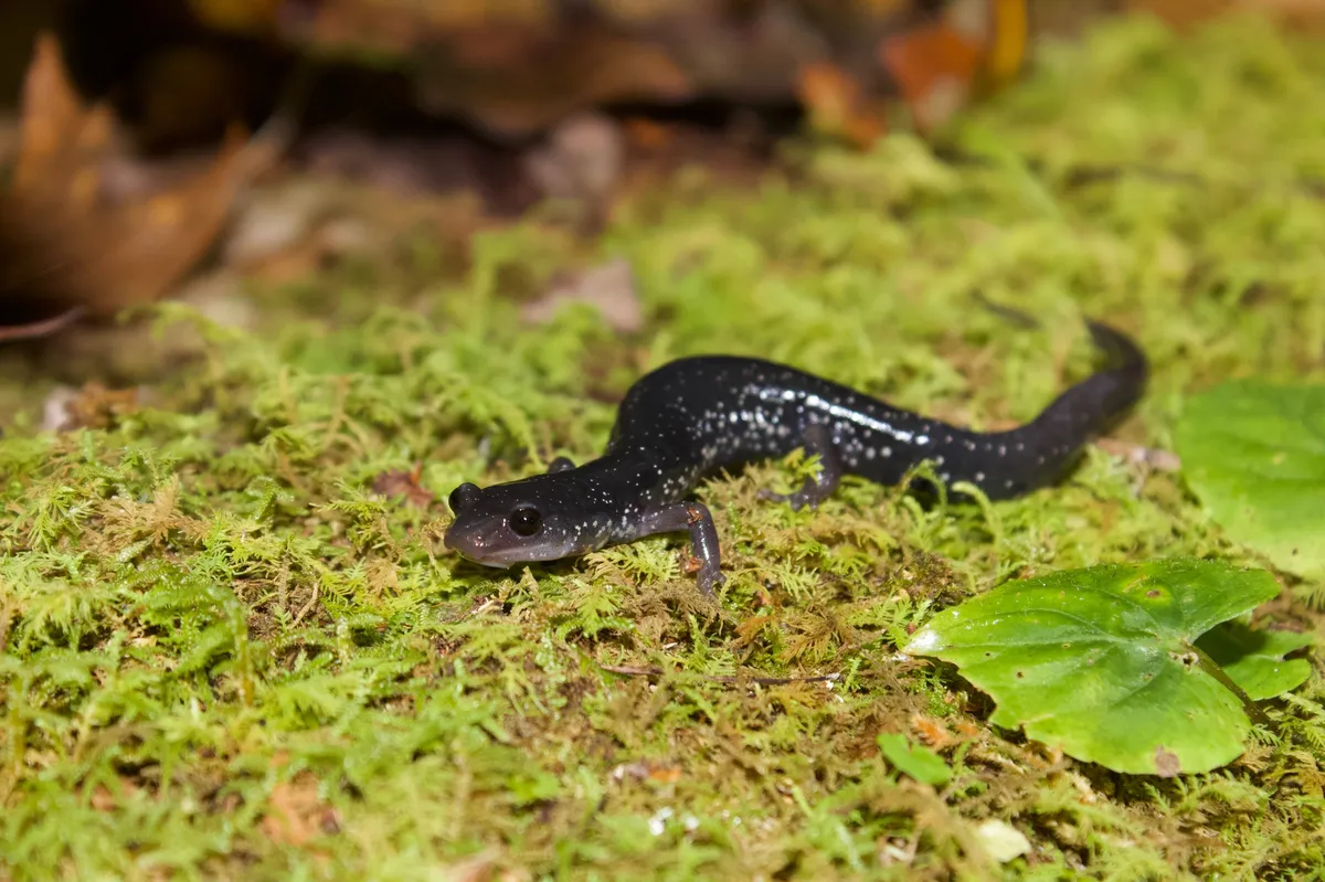 Salamandra de los Apalaches del Sur
