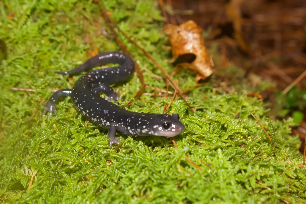 Salamandra de los Apalaches del Sur